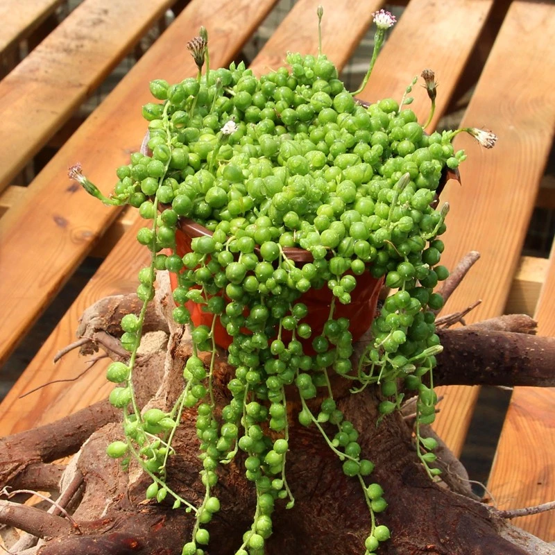 佛珠吊兰盆栽垂吊植物珍珠吊兰室内情人泪多肉植物紫玄月植物好养