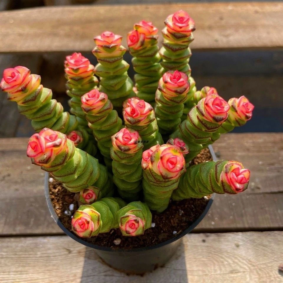 红心钱串彩色稀有钱串锦 前程似锦 多肉植物新款爆盆阳台绿植肉肉