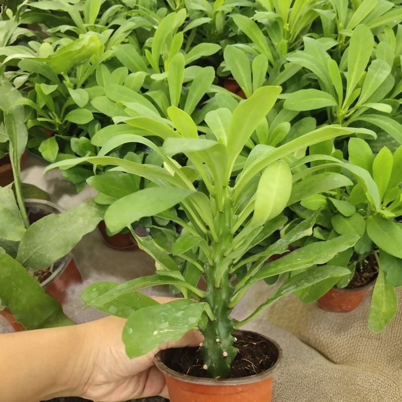 霸王鞭盆栽龙骨多肉植物室内阳台庭院吸甲醛仙人掌类大型绿植易活