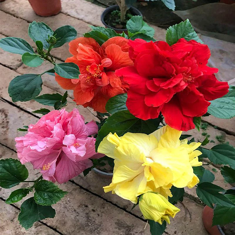 木槿花盆栽重瓣花苗进口丹麦木槿四季开花重瓣扶桑花盆栽大花多色