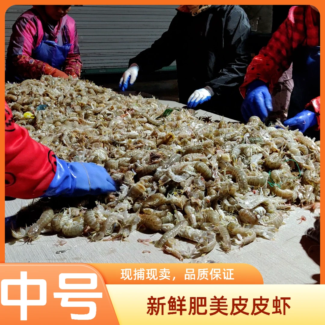 石浦中号海捕皮皮虾