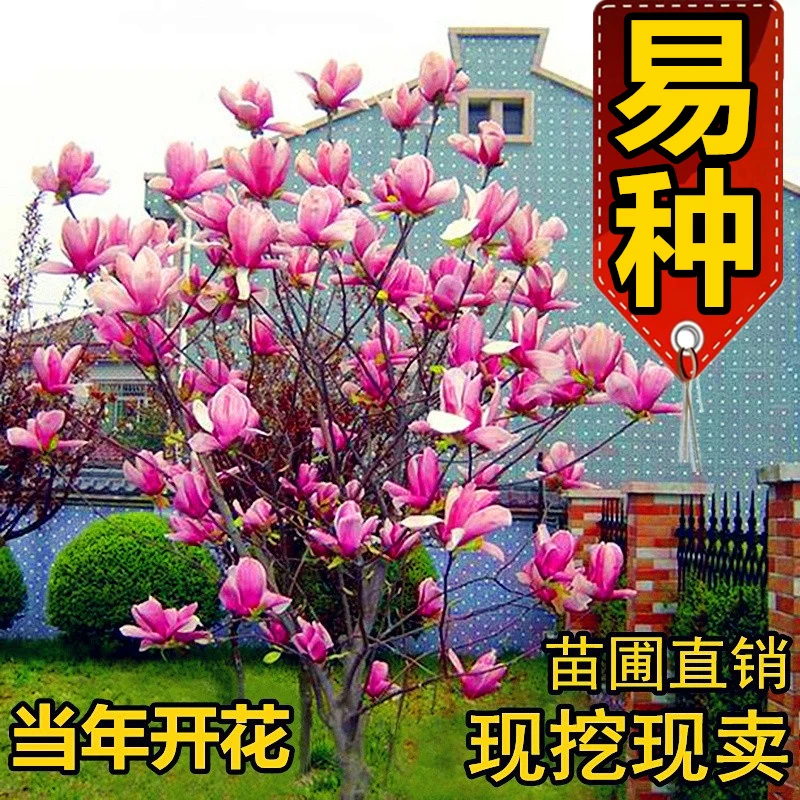 玉兰花树苗庭院绿化花卉植物四季紫玉兰白玉兰别墅珍贵名贵风景树