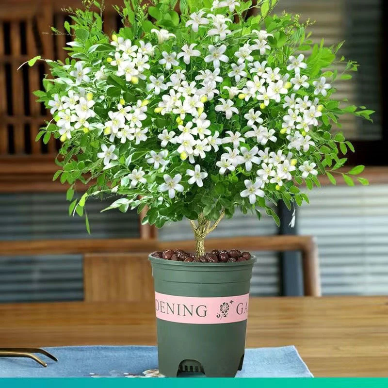 九里香盆栽花卉带花苞绿植七里香四季开花浓香驱蚊常緑植物盆景树