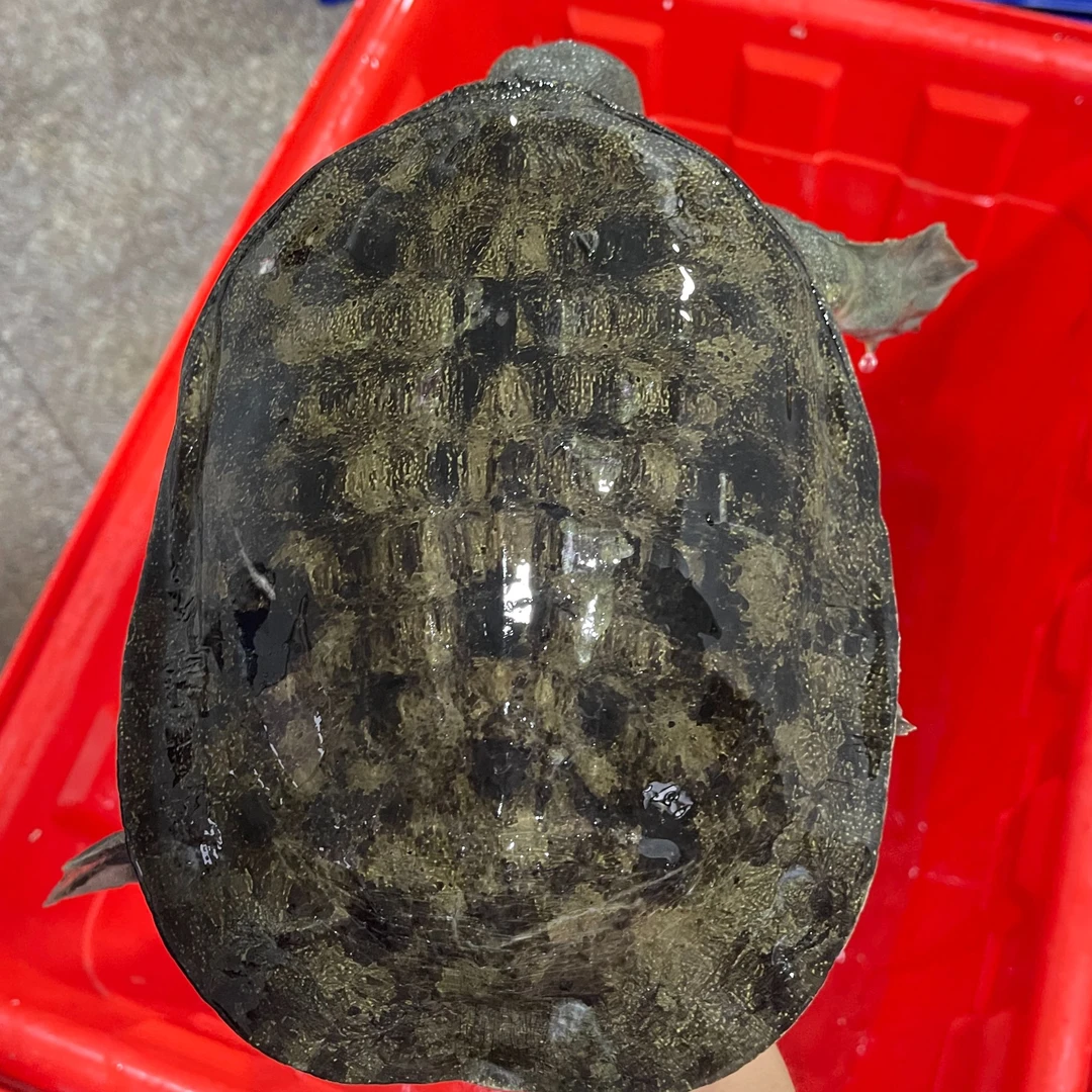 精品批发八年老母鱼】十斤起批发8年黑花老甲鱼外塘生鲜鲜活