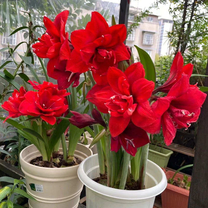 【开播福利】朱顶红盆栽花卉种球进口种球室内盆栽阳台庭院花卉