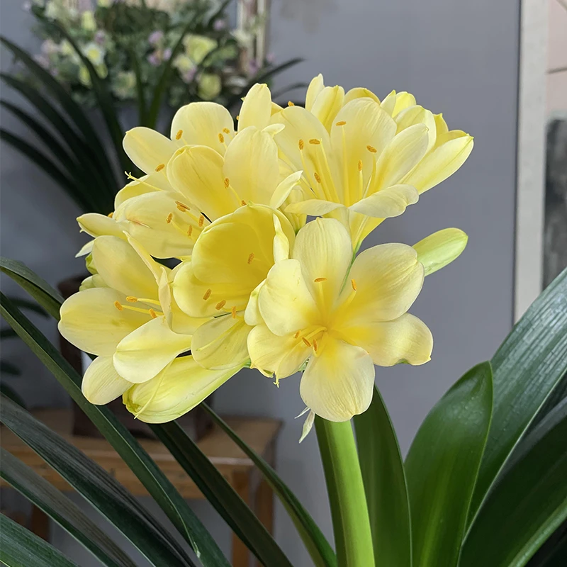 【开播福利】黄花 君子兰 高档兰花盆栽 室内四季常青花卉