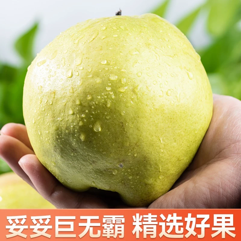 新疆大果香甜梨子新疆精选脆甜玉露香梨皮薄肉细无渣新鲜品质