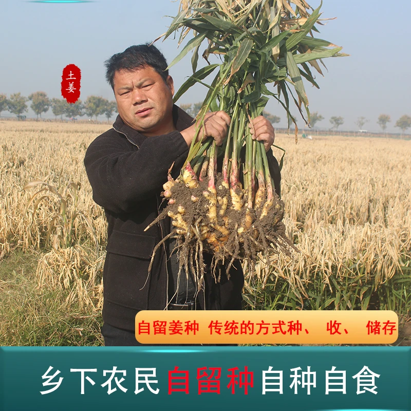 河南留福农民自种土生姜农产品新鲜天然美味浓郁带土发货净姜三斤