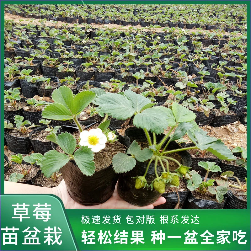 四季盆栽精选草莓苗室外北方地栽南方阳台草莓盆栽带盆带土种草莓