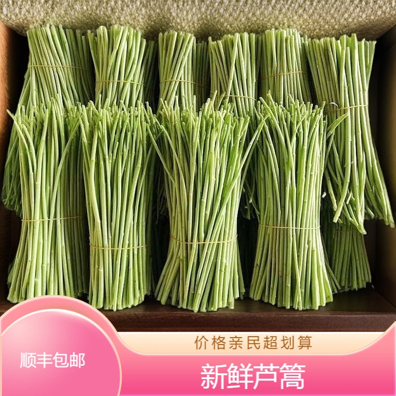 新鲜芦蒿杆去根去叶嫩茎500g蒌蒿柳叶蒿藜蒿鲜当季蔬菜鲜食用泥蒿