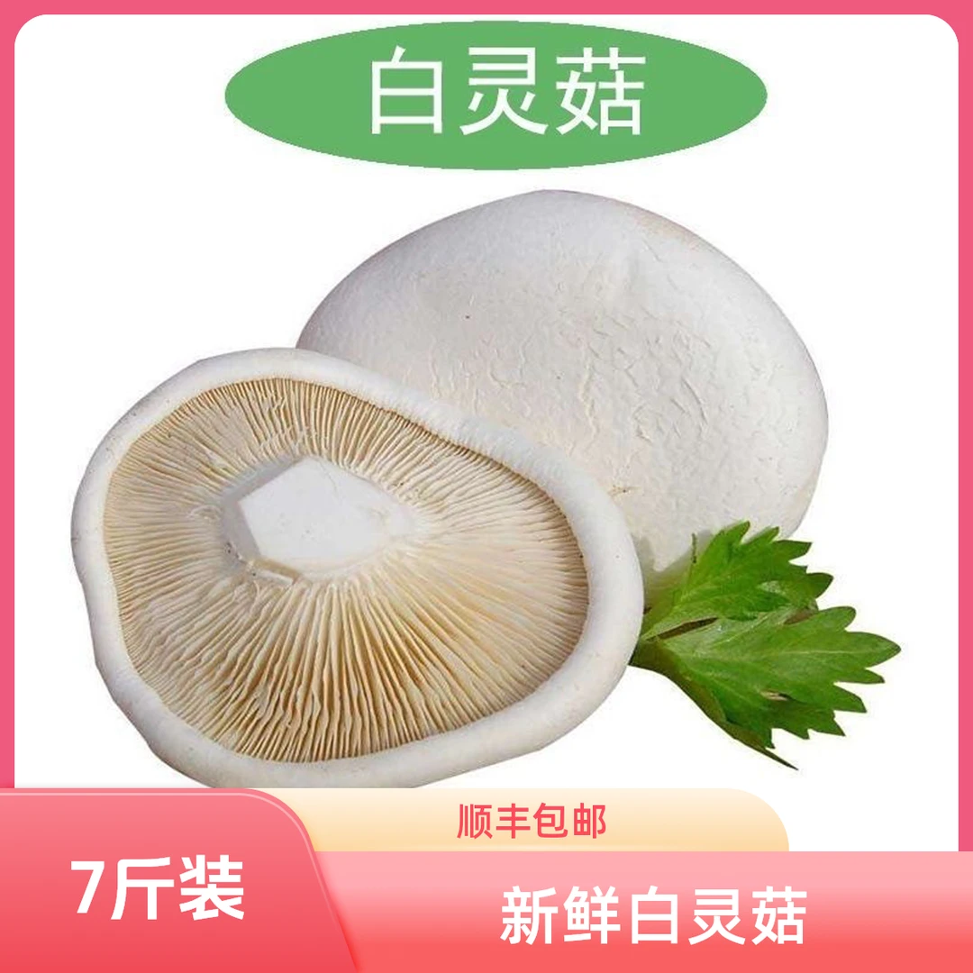 新鲜白灵菇百灵芝菇阿魏菇鲍鱼菇珍贵食用菌菇酒店餐厅煲汤本色