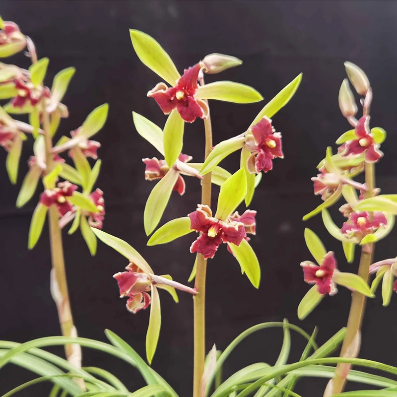 兰花直播蕙兰【红素三星】花卉绿植盆栽冬带花苞国兰贵货批发阳台草