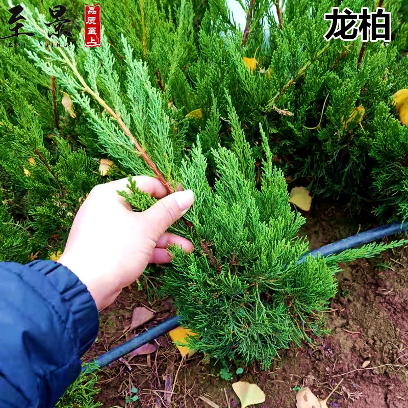 龙柏树苗四季绿化工程四季常青耐寒耐旱园林庭院风景树苗道路绿化