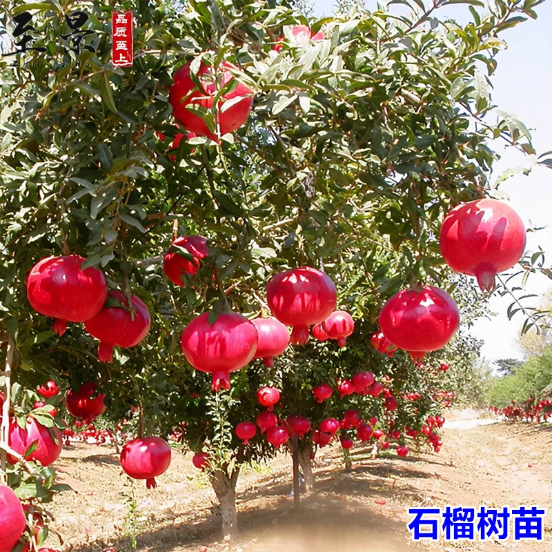 2#大果甜石榴树苗突尼斯软籽石榴苗红如意庭院果树苗阳台盆栽结果