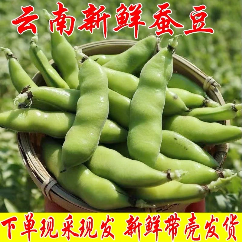 云南高山蚕豆5斤包邮胡豆兰花豆