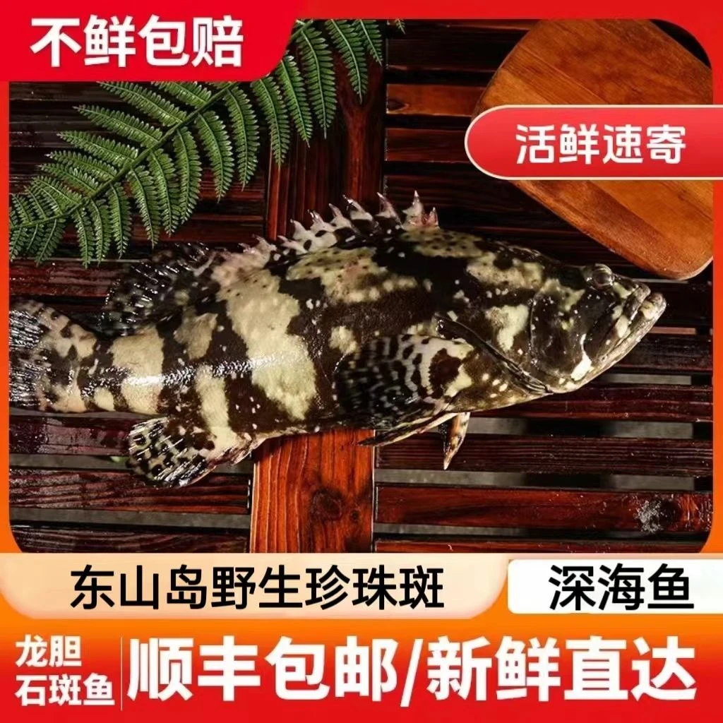 东山岛野生石斑鱼新鲜鱼龙胆鲜活冰鲜深海鱼鲙鱼珍珠斑老虎斑批发
