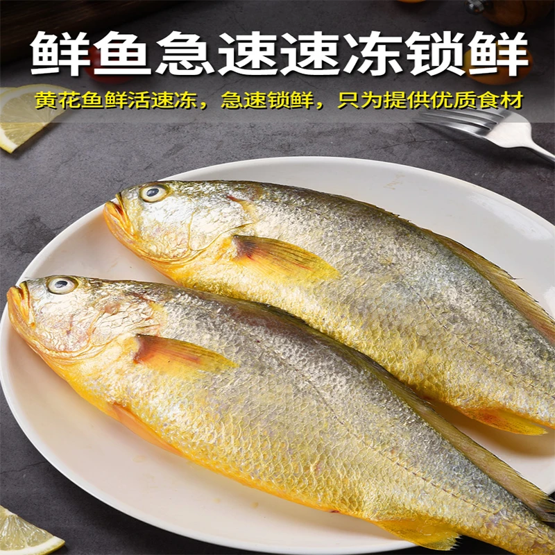 【黄花鱼】福建东山岛海捕船捕大黄花鱼特产新鲜活冻黄鱼海鲜水产