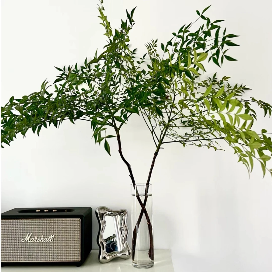 南天竹 水培插花植物 居家水养鲜切枝高颜值绿植