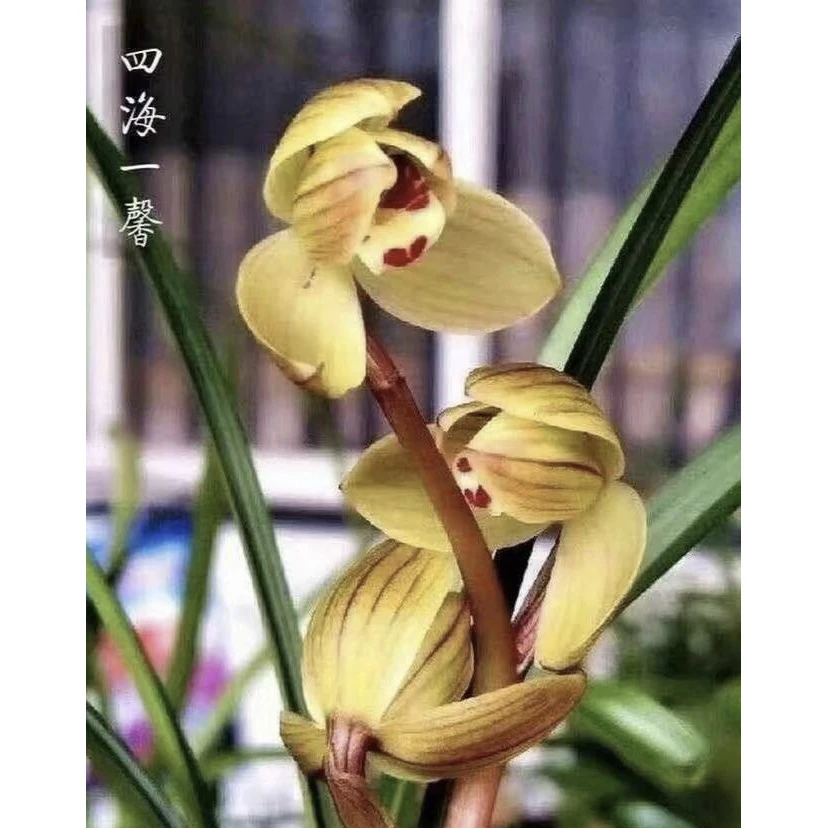 【四海一鑫】莲瓣兰名品 老种2苗 花开浓香 好养易活 对版