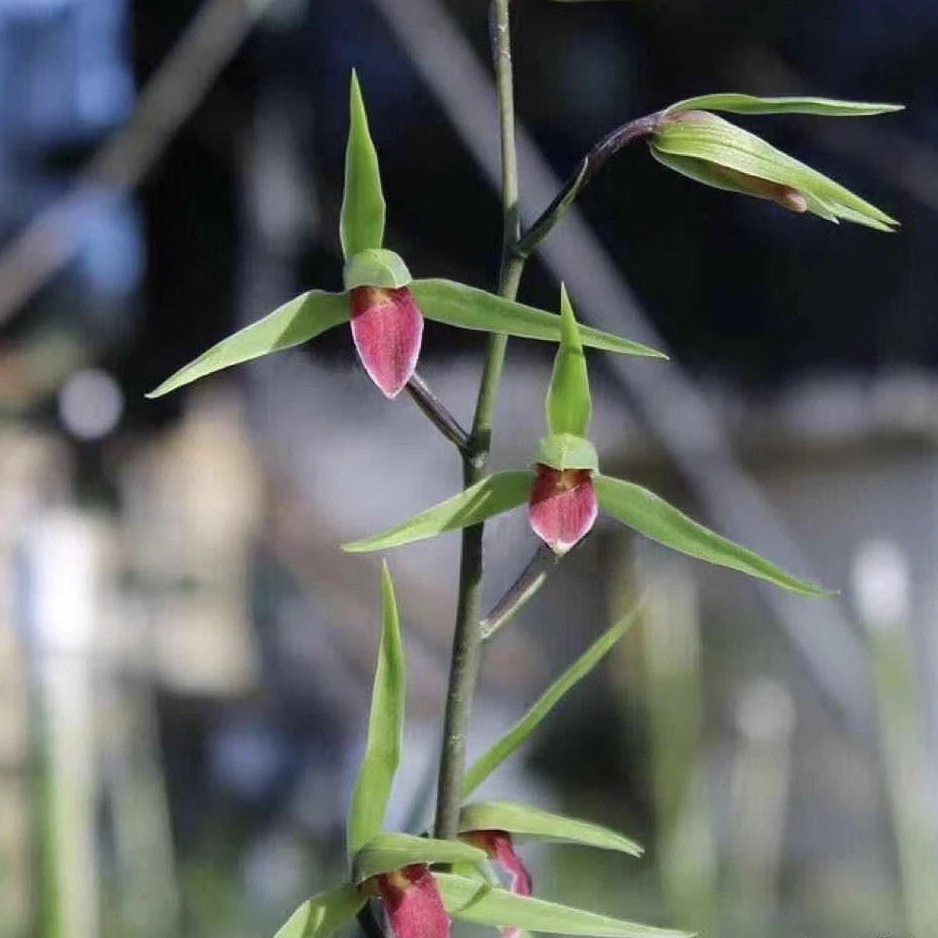 【雪中红】寒兰名品 兰花老种2苗 花开浓香 好养易活 对版