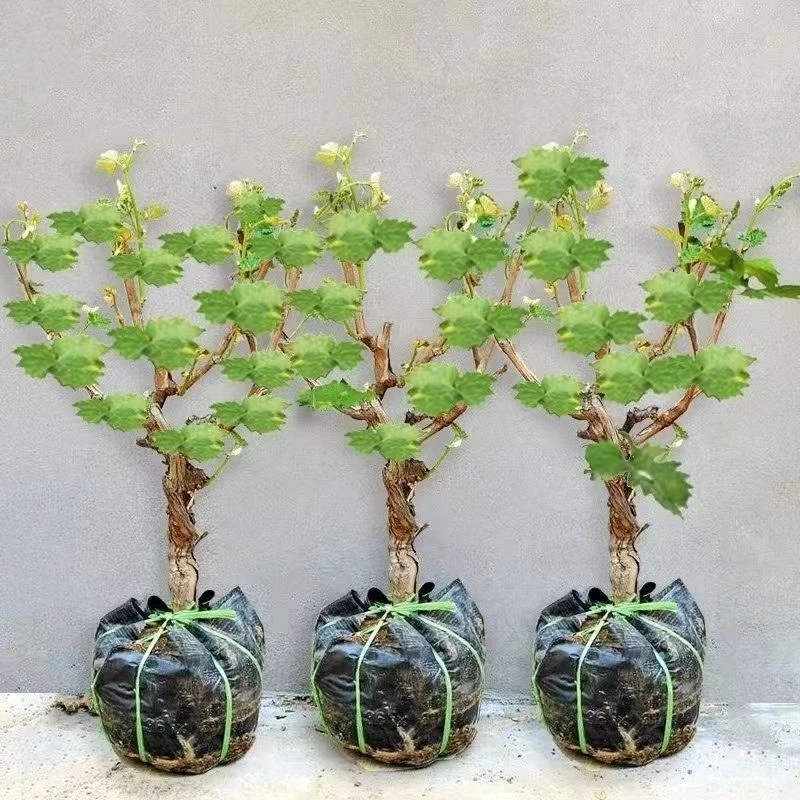 葡萄树苗阳光玫瑰巨峰葡萄苗阳台庭院耐寒爬藤植物四季种植果树苗