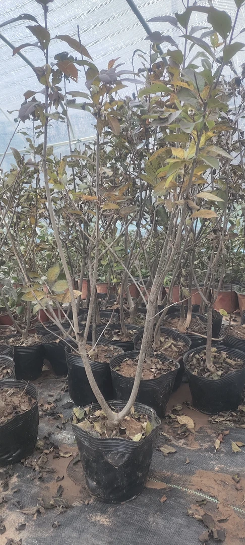 北美冬青授粉公树