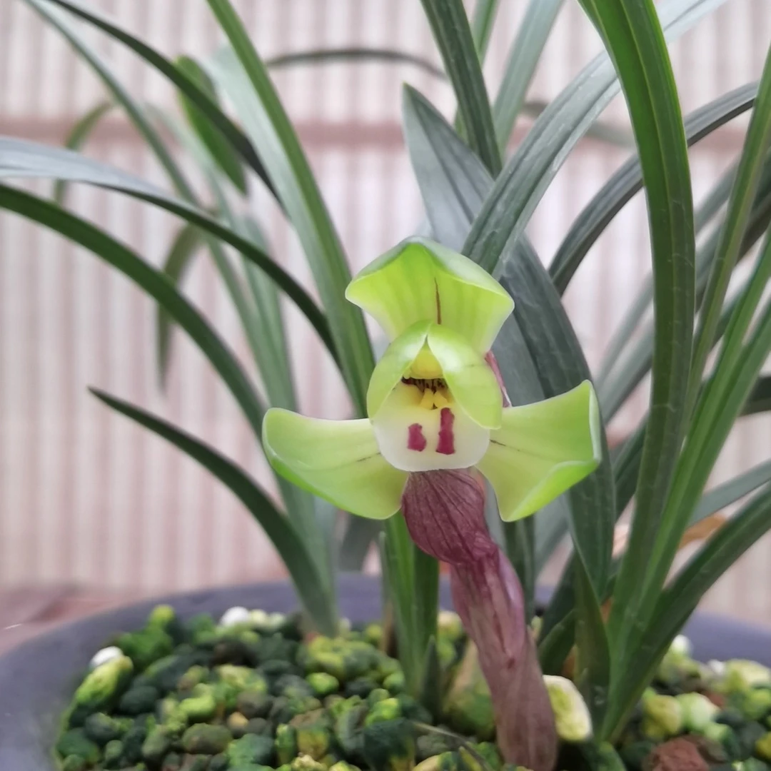 大富贵春兰荷瓣传统名品