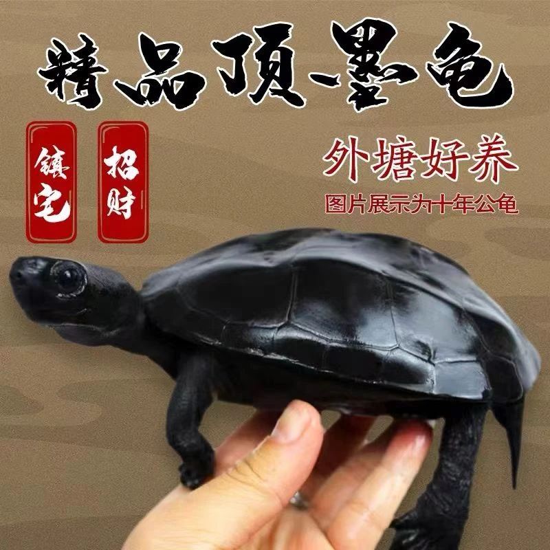 顶墨碳墨精品外塘草龟