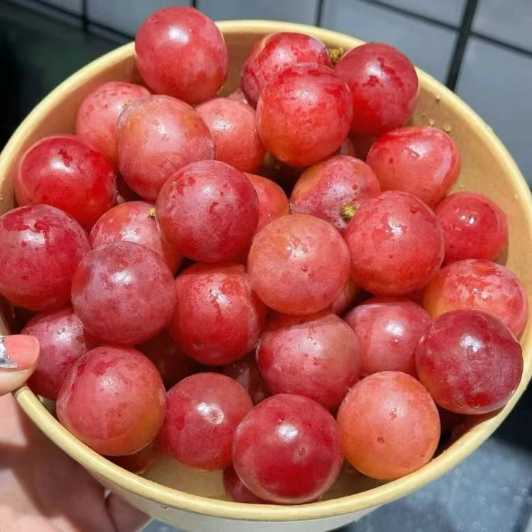 【头等果舱】妮娜皇后约300g