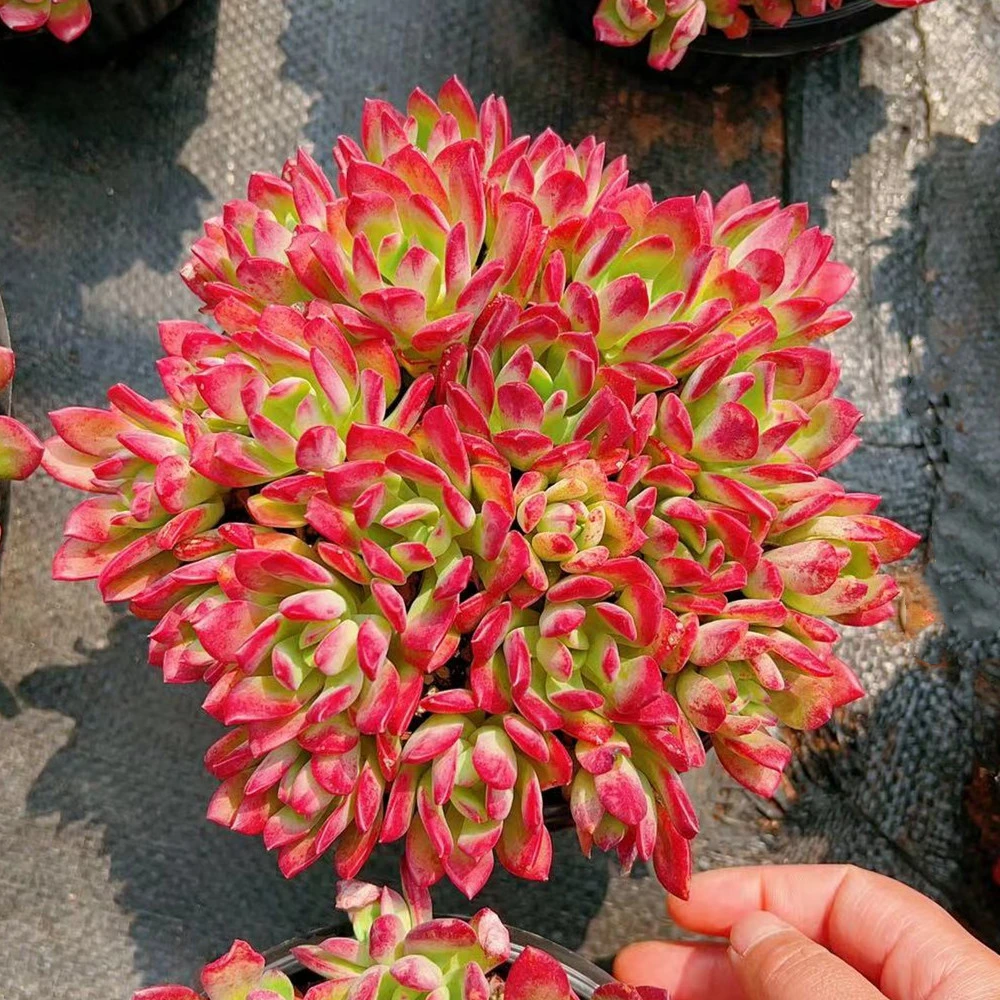 R  红稚莲 9.8 云南基地发货带基地塑料盆土