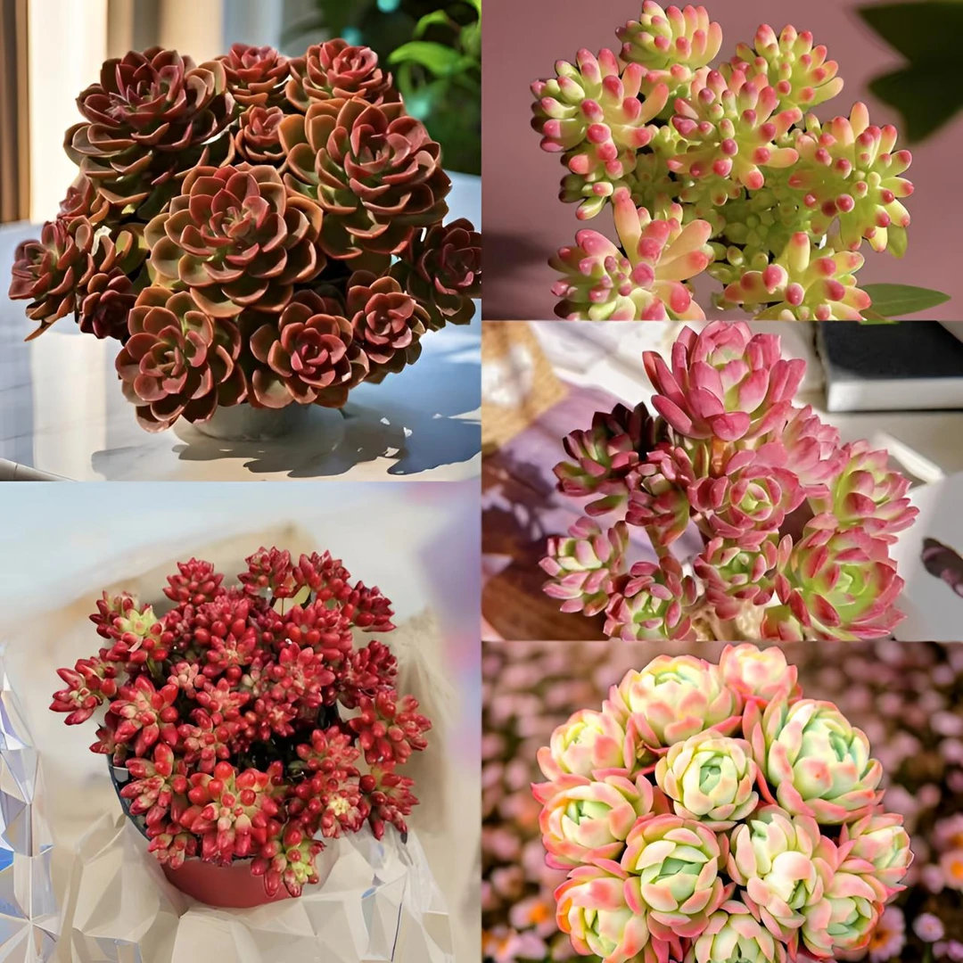 L29.9老桩红酒玫瑰多肉组合  喜阳耐旱  新手好养  云南基地发货