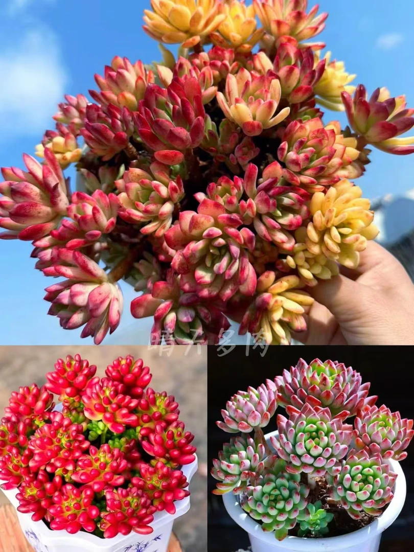 【晴天】T大盆七彩云南组合 室内外好养实物耐旱云南基地种养发货
