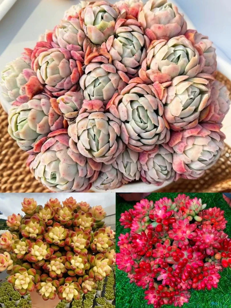T【大香水贝瑞+大彩虹香豆组合】香味云南精品多肉 耐旱好养品相佳