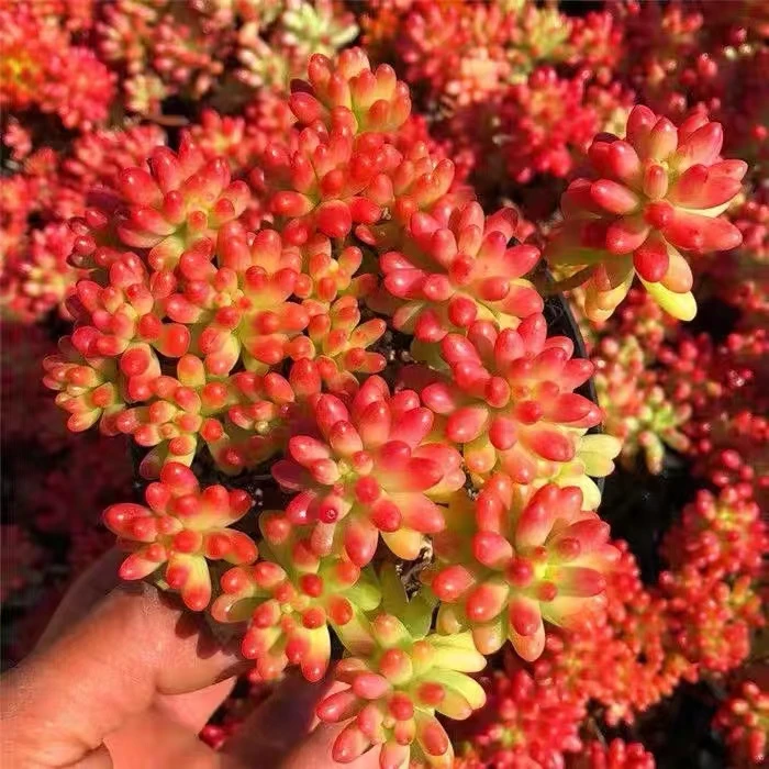 R 13.8 转运珠（拍一发二）云南老桩多肉 基地直发 好养好活