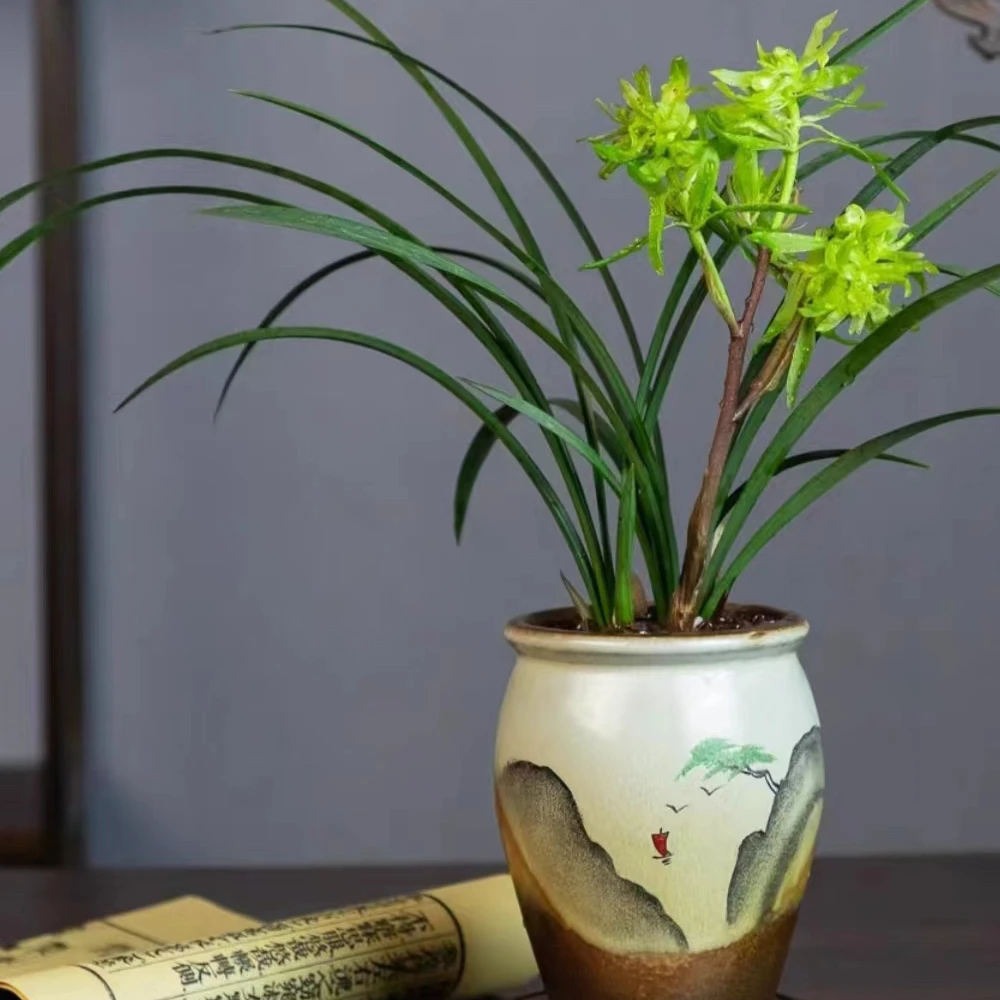 春兰浓香奇花【花开富贵】春节开花带花苞