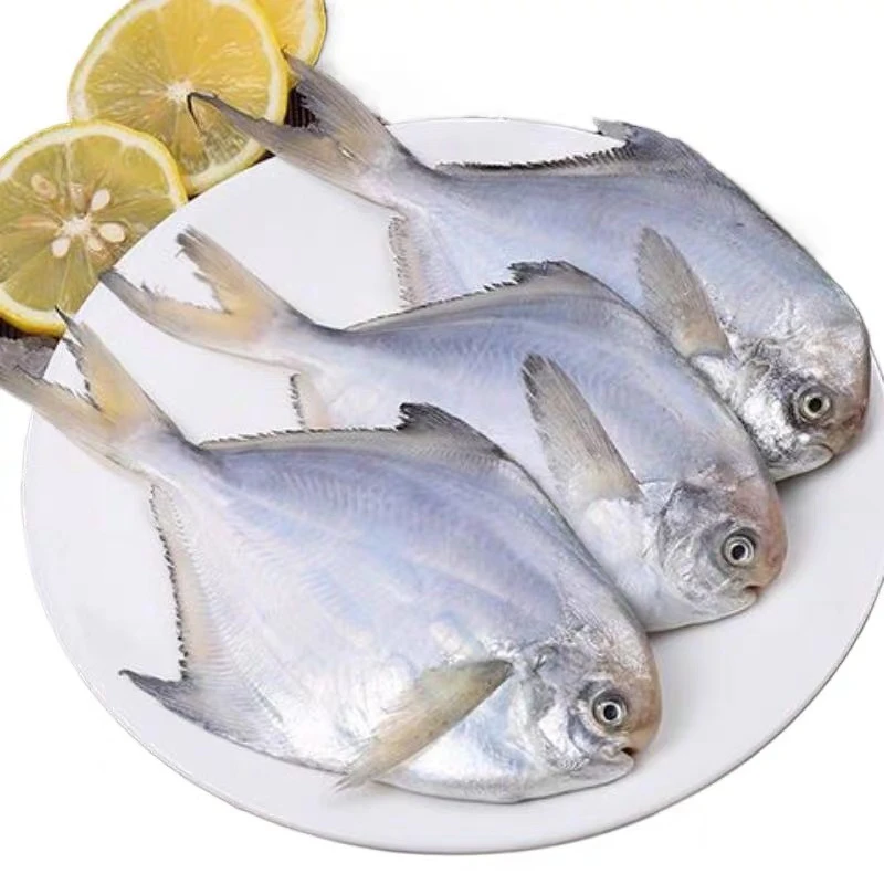 广东汕尾港野生白鲳鱼，银鲳鱼