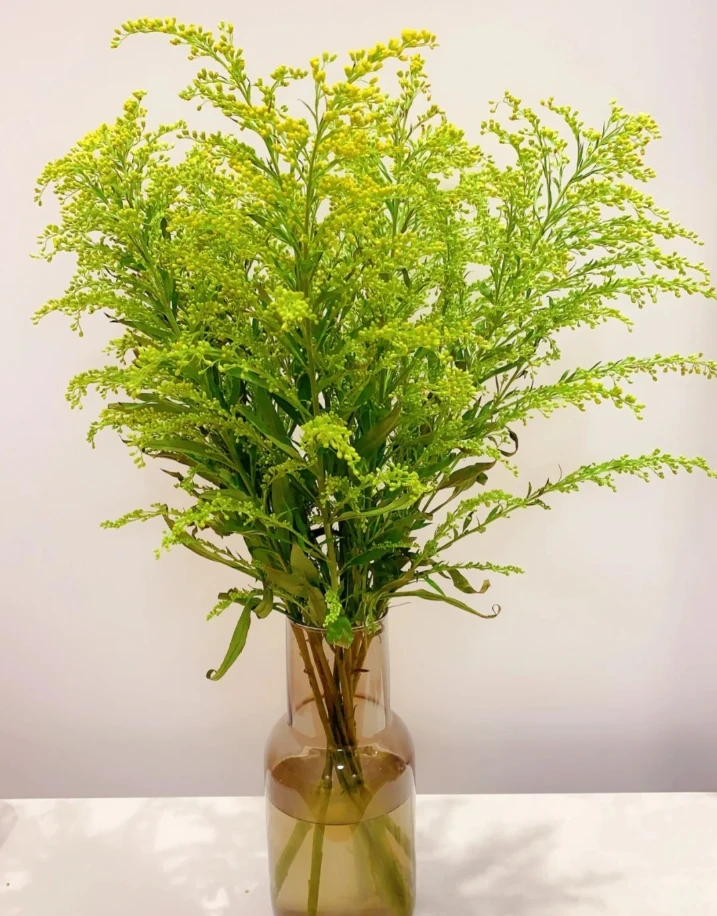 黄莺（10枝）+醒花液
