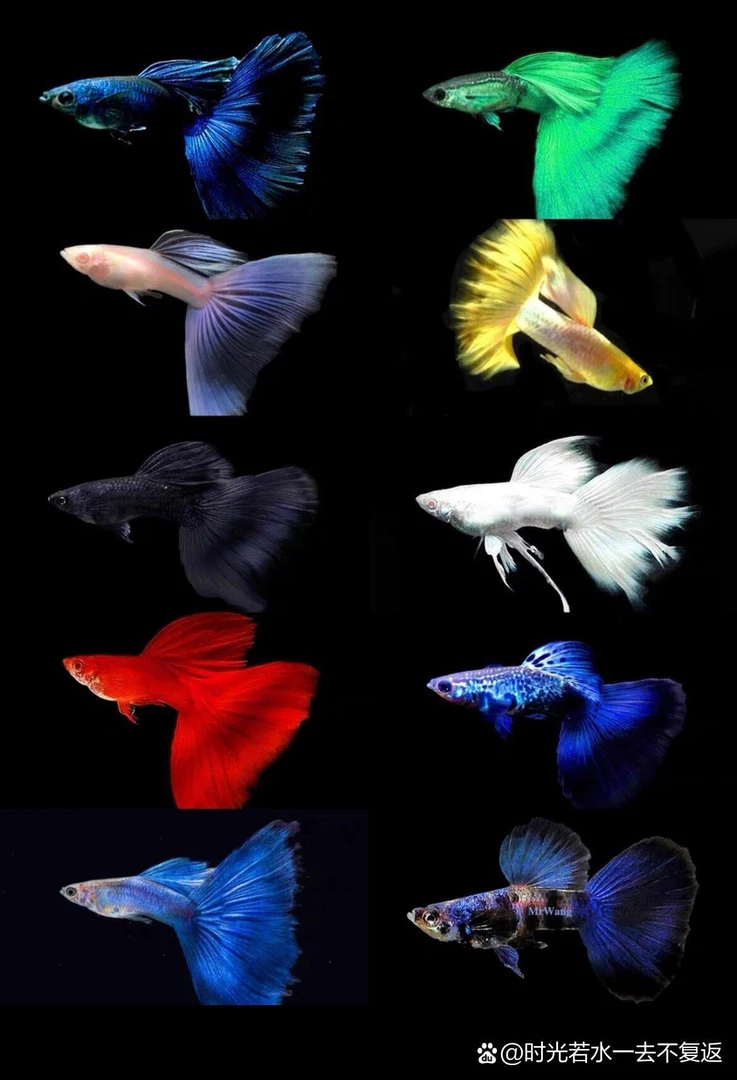 小型观赏鱼  精品孔雀