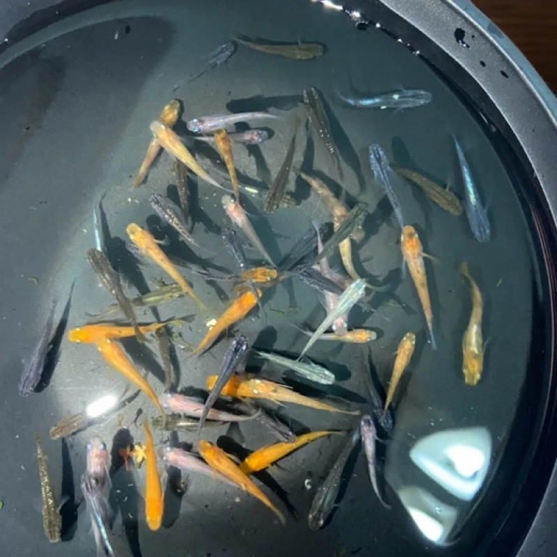 迷你观赏鱼观背青鱂