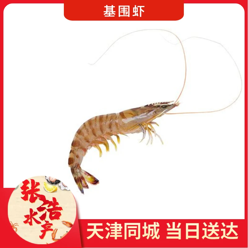 【基围虾】 基围虾 天津张浩海鲜