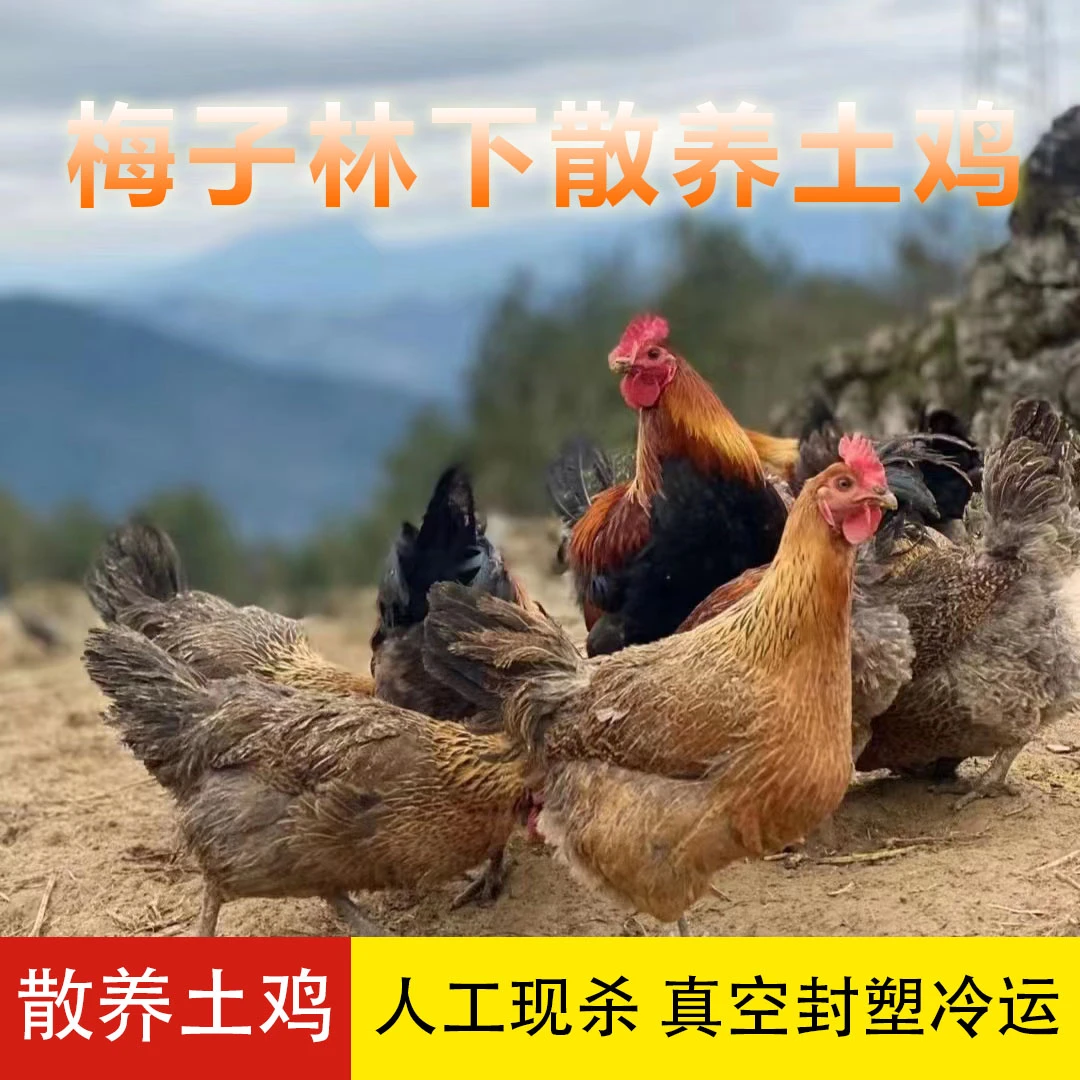 梅子林下散养土鸡1只约2.5kg