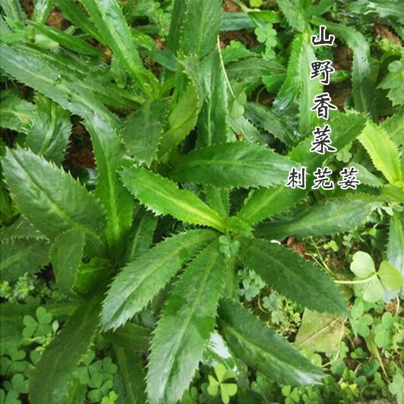 大芫荽种子缅甸香菜芫荽刺芹籽山野大香菜野菜种籽云南刺芫荽种孑