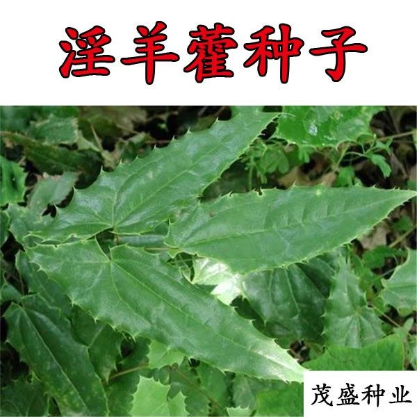 淫羊藿种子 淫羊藿种籽淫羊藿盆栽苗淫羊藿种植中药材 三枝九叶草