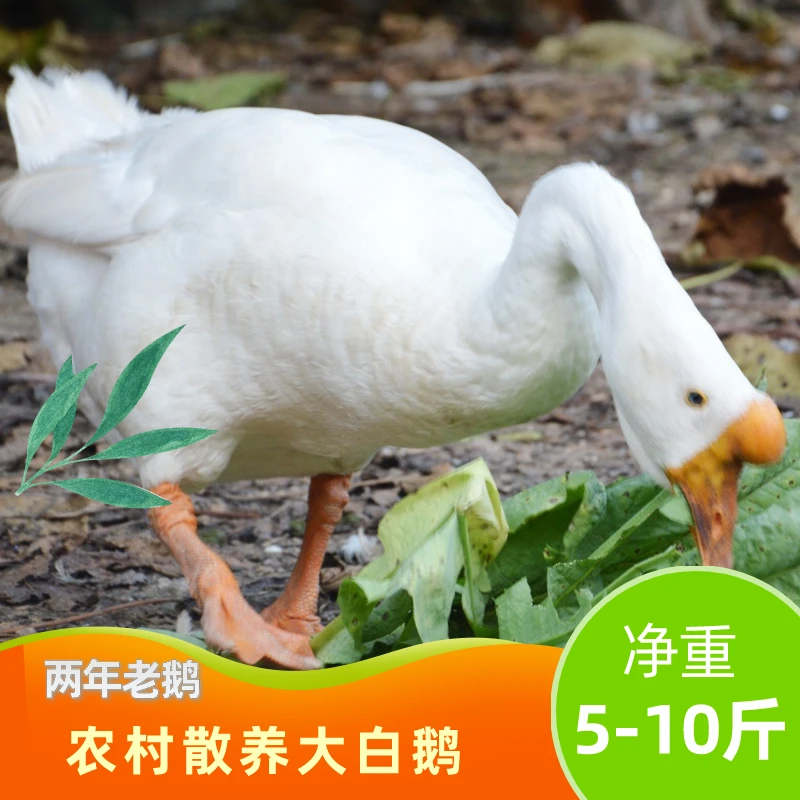 【鲁菏隆亿】真空包装两年老鹅5-10斤农家散养大鹅土鹅新鲜现杀鹅肉