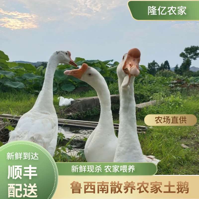 【鲁菏隆亿】正宗农家1年大鹅老鹅散养土鹅新鲜现杀生鲜农村顺丰