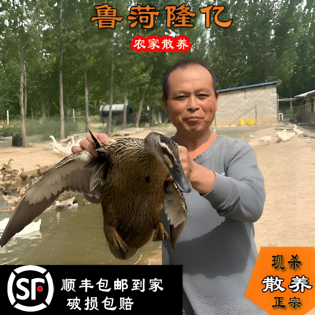 【丫丫】三年老麻鸭农村散养水鸭土鸭放养新鲜现杀顺丰配送炖汤