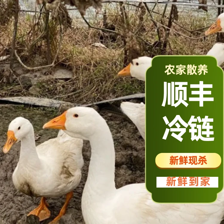 农家散养大白鹅土鹅嫩鹅青年鹅新鲜现杀带心肝顺丰三花鹅大鹅生鲜