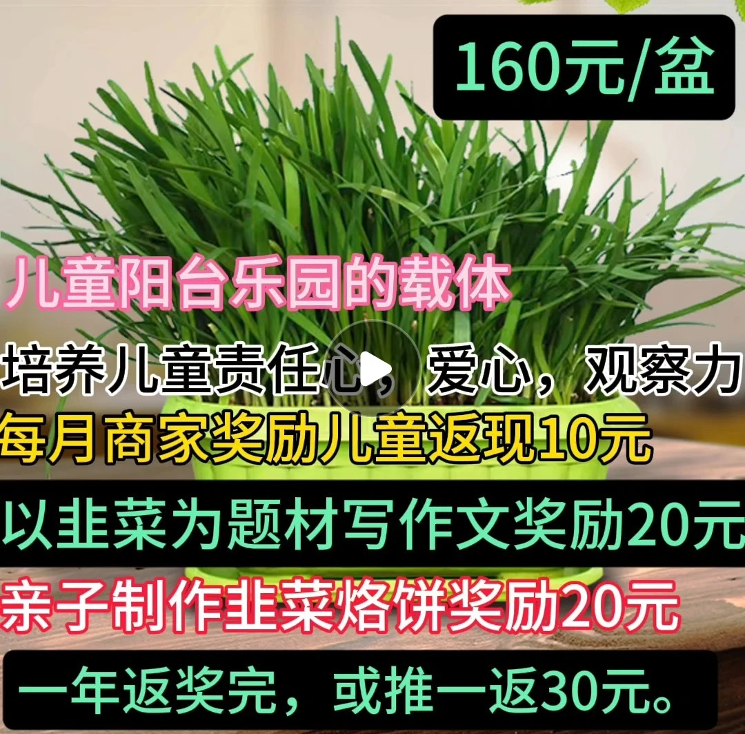 小盆景植物培养小朋友动手能力韭菜水培拍摄种植过程可以得到奖励