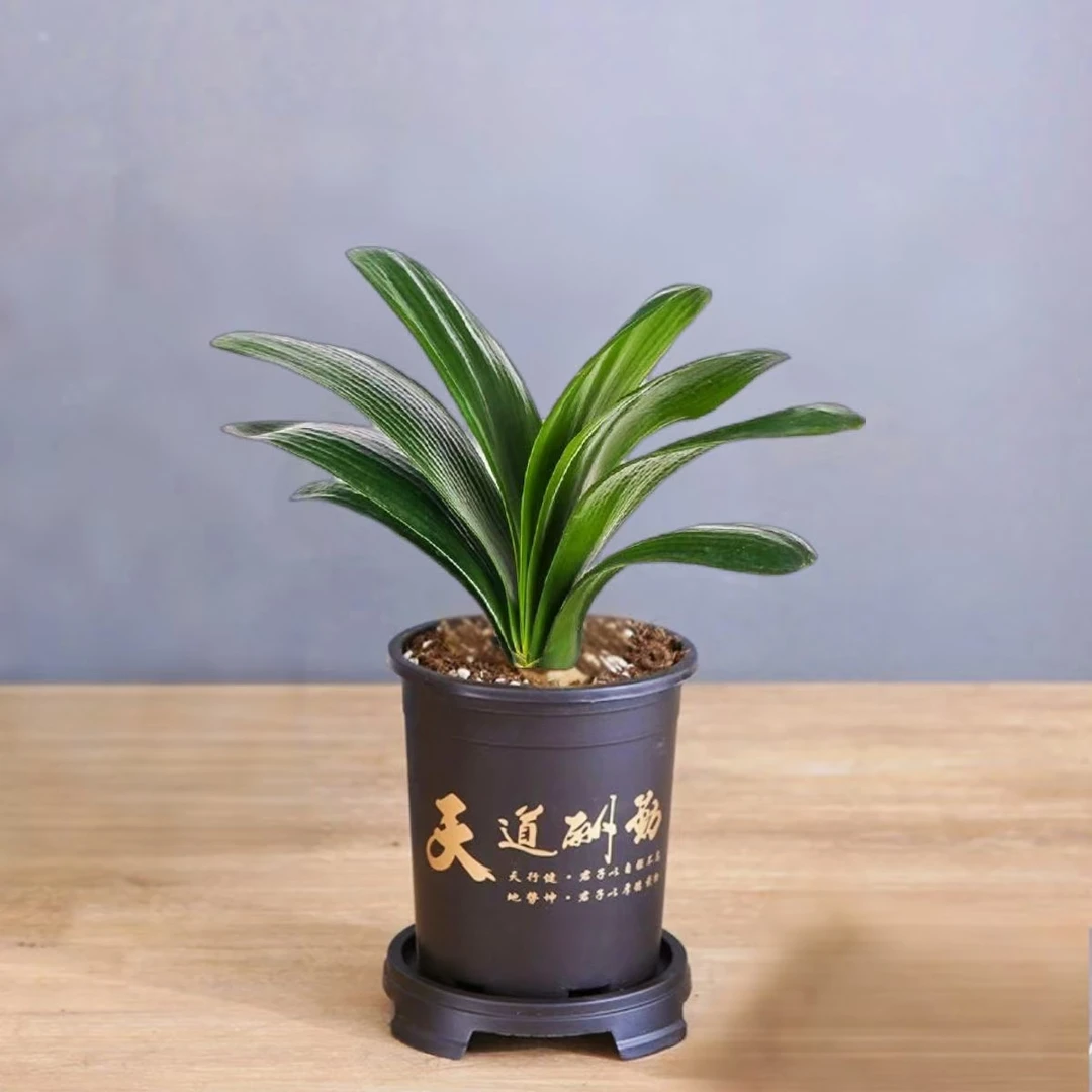 君子兰带花盆6-8片叶子室内好养四季常青君子兰花苗