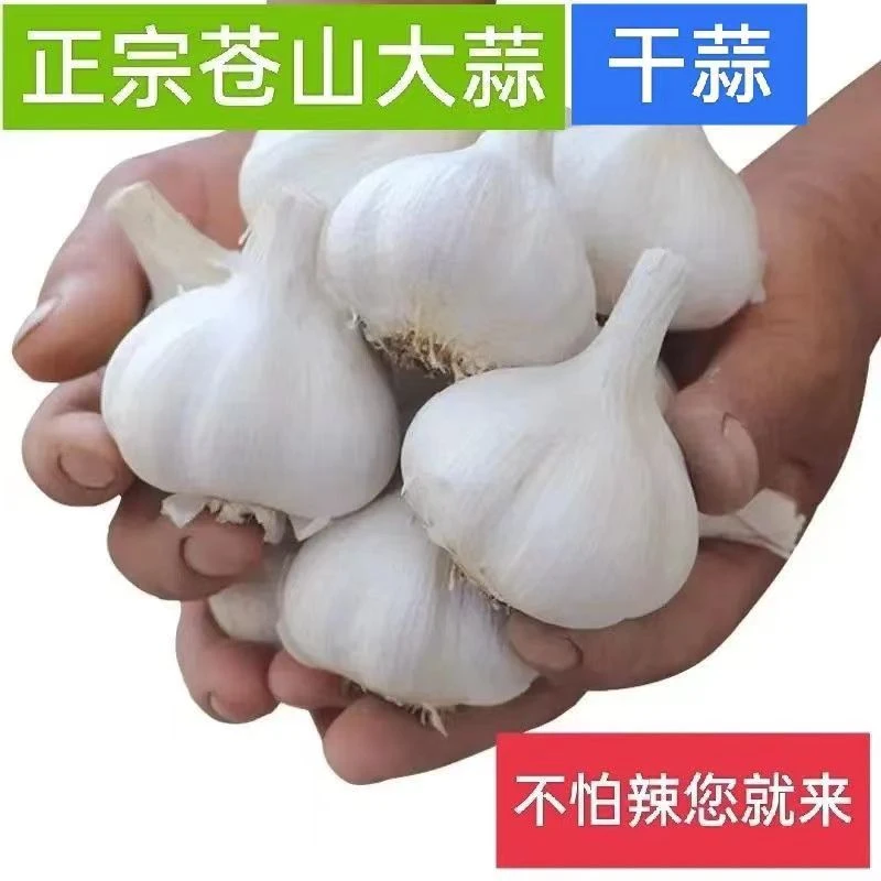 正宗苍山大蒜四六瓣大蒜农家新十成干蒜生吃粘辣3斤5斤山东大蒜头